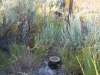 Badger Mountain