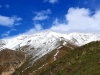 Cervidae Peak