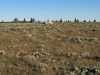 Green Mountain